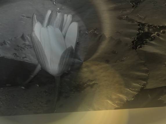 Original image
